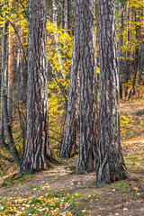 Pine trunks in close-up, against the backdrop of the autumn forest.