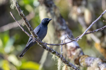 Nature wildlife image of Sunda Cuckooshrike bird perching on tree branch