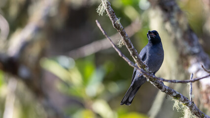 Nature wildlife image of Sunda Cuckooshrike bird perching on tree branch