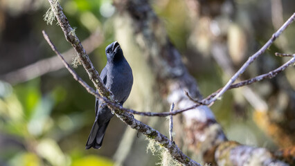 Nature wildlife image of Sunda Cuckooshrike bird perching on tree branch