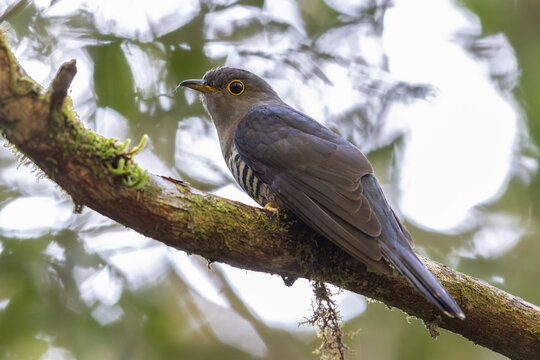 nature wildlife of sunda cuckoo bird serenading nature with its melodic call, creating a harmonious moment in the heart of the wilderness