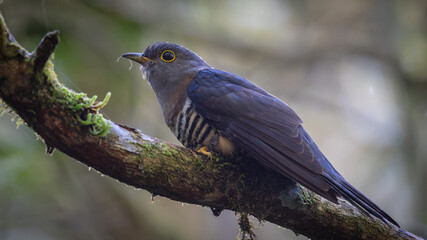 nature wildlife of sunda cuckoo bird serenading nature with its melodic call, creating a harmonious moment in the heart of the wilderness