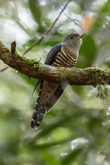 nature wildlife of sunda cuckoo bird serenading nature with its melodic call, creating a harmonious moment in the heart of the wilderness