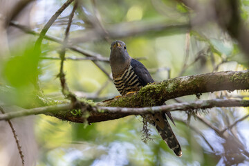 nature wildlife of sunda cuckoo bird serenading nature with its melodic call, creating a harmonious moment in the heart of the wilderness