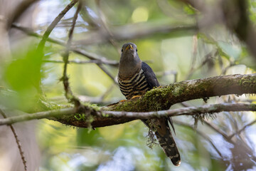 nature wildlife of sunda cuckoo bird serenading nature with its melodic call, creating a harmonious moment in the heart of the wilderness