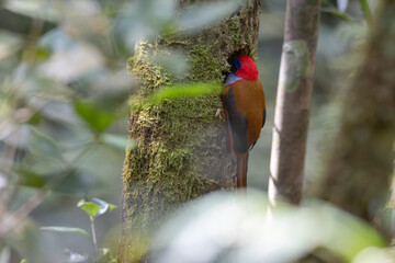 Nature wildlife of Whitehead's Trogon bird perching on nest endemic of Borneo
