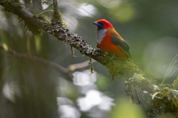 Nature wildlife of Whitehead's Trogon bird endemic of Borneo