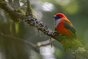 Nature wildlife of Whitehead's Trogon bird endemic of Borneo