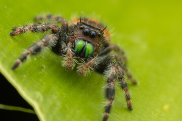 Nature wildlife macro image of Phidippus regius jumping spider action on green leaf. Shows eye details.