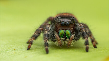 Nature wildlife macro image of Phidippus regius jumping spider action on green leaf. Shows eye details.