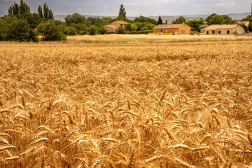 Golden shining wheat field in the Luberon, Provence, France. Farmhouse, forest and the Luberon mountain range in the background