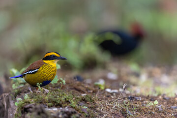 A remarkable image of the Bornean Banded Pitta (Pitta schwaneri) in its lush rainforest habitat and making it a true jewel of the Bornean rainforests.