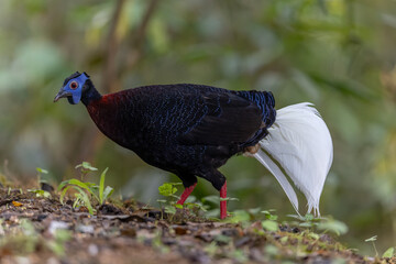 Majestic Bulwer's Pheasant in the Wild. An exquisite image capturing the beauty of a Bulwer's Pheasant in its natural habitat. is a true symbol of the wonders of the avian world.