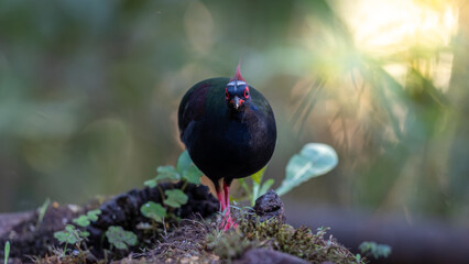 Crested Partridge (Rollulus rouloul) showcasing its exquisite and distinctive appearance. This beautiful bird, with its elegant plumage and crested head, is a testament to the diversity of wildlife.