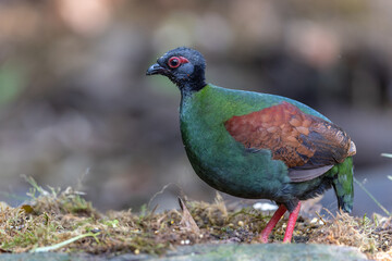Crested Partridge (Rollulus rouloul) showcasing its exquisite and distinctive appearance. This beautiful bird, with its elegant plumage and crested head, is a testament to the diversity of wildlife.
