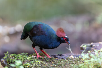 Crested Partridge (Rollulus rouloul) showcasing its exquisite and distinctive appearance. This...