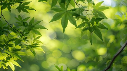 Obraz premium A leafy green tree with a leafy green leaf