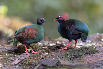 Crested Partridge (Rollulus rouloul) showcasing its exquisite and distinctive appearance. This beautiful bird, with its elegant plumage and crested head, is a testament to the diversity of wildlife.