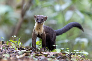 Nature wildlife image of Yellow throated martin at deep rainforest jungle