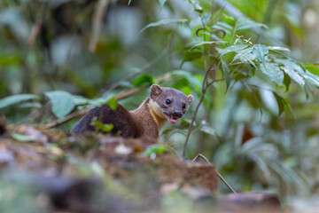 Nature wildlife image of Yellow throated martin at deep rainforest jungle