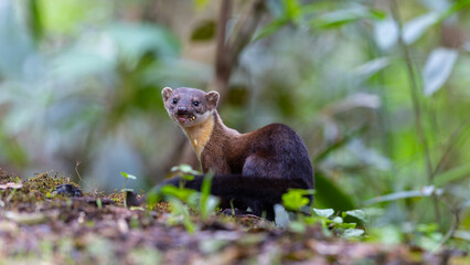 Nature wildlife image of Yellow throated martin at deep rainforest jungle