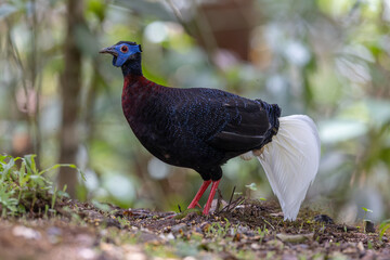 Majestic Bulwer's Pheasant in the Wild. An exquisite image capturing the beauty of a Bulwer's Pheasant in its natural habitat. is a true symbol of the wonders of the avian world.
