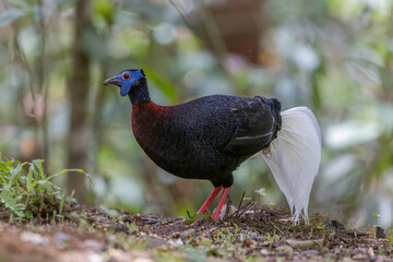 Majestic Bulwer's Pheasant in the Wild. An exquisite image capturing the beauty of a Bulwer's Pheasant in its natural habitat. is a true symbol of the wonders of the avian world.