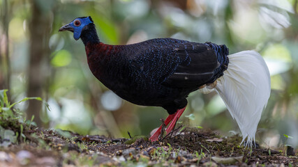 Majestic Bulwer's Pheasant in the Wild. An exquisite image capturing the beauty of a Bulwer's...
