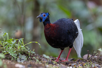 Majestic Bulwer's Pheasant in the Wild. An exquisite image capturing the beauty of a Bulwer's Pheasant in its natural habitat. is a true symbol of the wonders of the avian world.