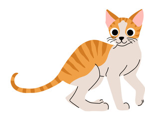 Cute cat concept. Adorable domestic cornish rex cat. Fluffy orange tabby kitten standing. Cartoon flat vector illustration isolated on white background