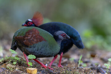 Crested Partridge (Rollulus rouloul) showcasing its exquisite and distinctive appearance. This beautiful bird, with its elegant plumage and crested head, is a testament to the diversity of wildlife.