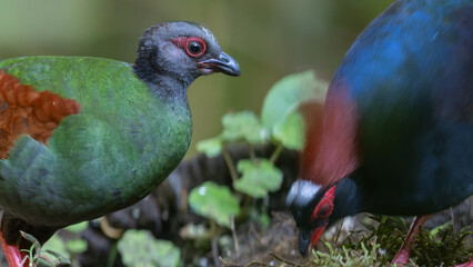 Crested Partridge (Rollulus rouloul) showcasing its exquisite and distinctive appearance. This beautiful bird, with its elegant plumage and crested head, is a testament to the diversity of wildlife.