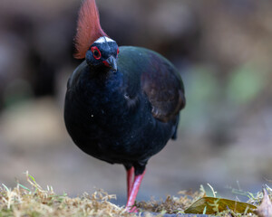 Crested Partridge (Rollulus rouloul) showcasing its exquisite and distinctive appearance. This beautiful bird, with its elegant plumage and crested head, is a testament to the diversity of wildlife.