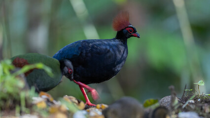 Crested Partridge (Rollulus rouloul) showcasing its exquisite and distinctive appearance. This...