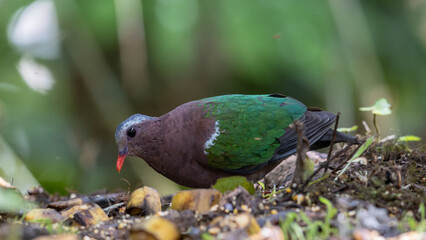 An enchanting image of the Emerald Dove (Chalcophaps indica) perched amidst the lush green foliage of a tropical forest.