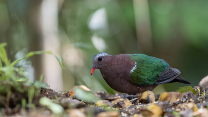 An enchanting image of the Emerald Dove (Chalcophaps indica) perched amidst the lush green foliage of a tropical forest.