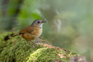 Nature wildlife image of Temminck's Babbler bird on Deep rainforest jungle at Sabah, Borneo
