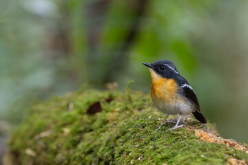 A captivating photograph capturing the grace of a Rufous-Chested Flycatcher (Ficedula dumetoria) as it perches on a slender tree branch in its woodland habitat.