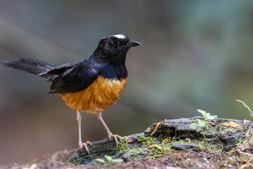 Nature wildlife image of White crown shama on nature rainforest jungle in Borneo Island.