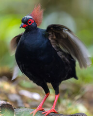Crested Partridge (Rollulus rouloul) showcasing its exquisite and distinctive appearance. This beautiful bird, with its elegant plumage and crested head, is a testament to the diversity of wildlife.