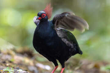 Crested Partridge (Rollulus rouloul) showcasing its exquisite and distinctive appearance. This beautiful bird, with its elegant plumage and crested head, is a testament to the diversity of wildlife.