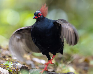 Crested Partridge (Rollulus rouloul) showcasing its exquisite and distinctive appearance. This...