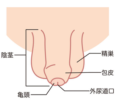 仮性包茎の男性生殖器　医療