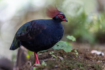 Crested Partridge (Rollulus rouloul) showcasing its exquisite and distinctive appearance. This...