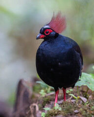 Crested Partridge (Rollulus rouloul) showcasing its exquisite and distinctive appearance. This beautiful bird, with its elegant plumage and crested head, is a testament to the diversity of wildlife.