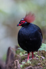 Crested Partridge (Rollulus rouloul) showcasing its exquisite and distinctive appearance. This beautiful bird, with its elegant plumage and crested head, is a testament to the diversity of wildlife.