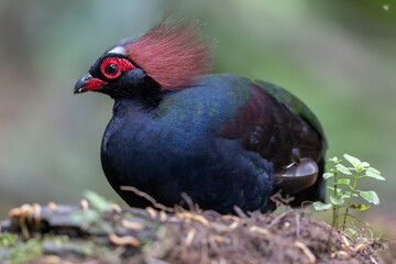 Crested Partridge (Rollulus rouloul) showcasing its exquisite and distinctive appearance. This beautiful bird, with its elegant plumage and crested head, is a testament to the diversity of wildlife.