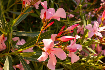 Mediterranean ambience: close-up of lush oleander flowers