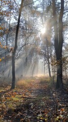 Fototapeta premium Fog in the autumn forest: Under the early morning sunshine, the autumn forest is filled with thin fog, and the trees and the ground are covered with a light layer of white fog. Descriptors: Autumn for
