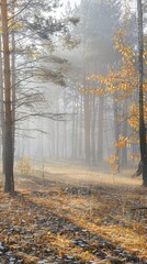 Fog in the autumn forest: Under the early morning sunshine, the autumn forest is filled with thin fog, and the trees and the ground are covered with a light layer of white fog. Descriptors: Autumn for